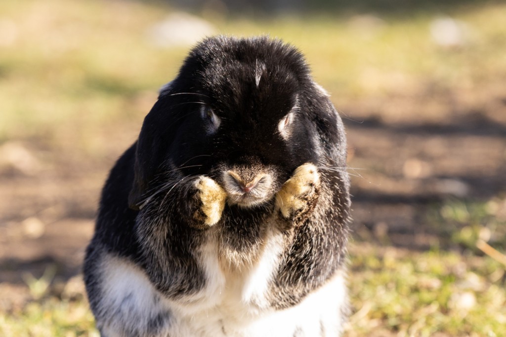 Rabbit_Duplo