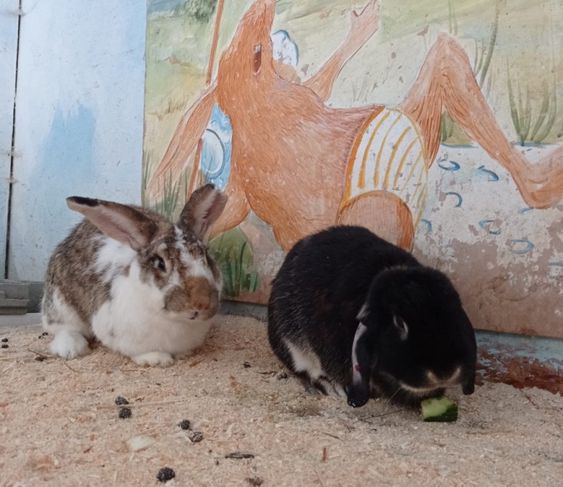 Kaninchen_Duplo_und _Freund_Buggs-Bunny