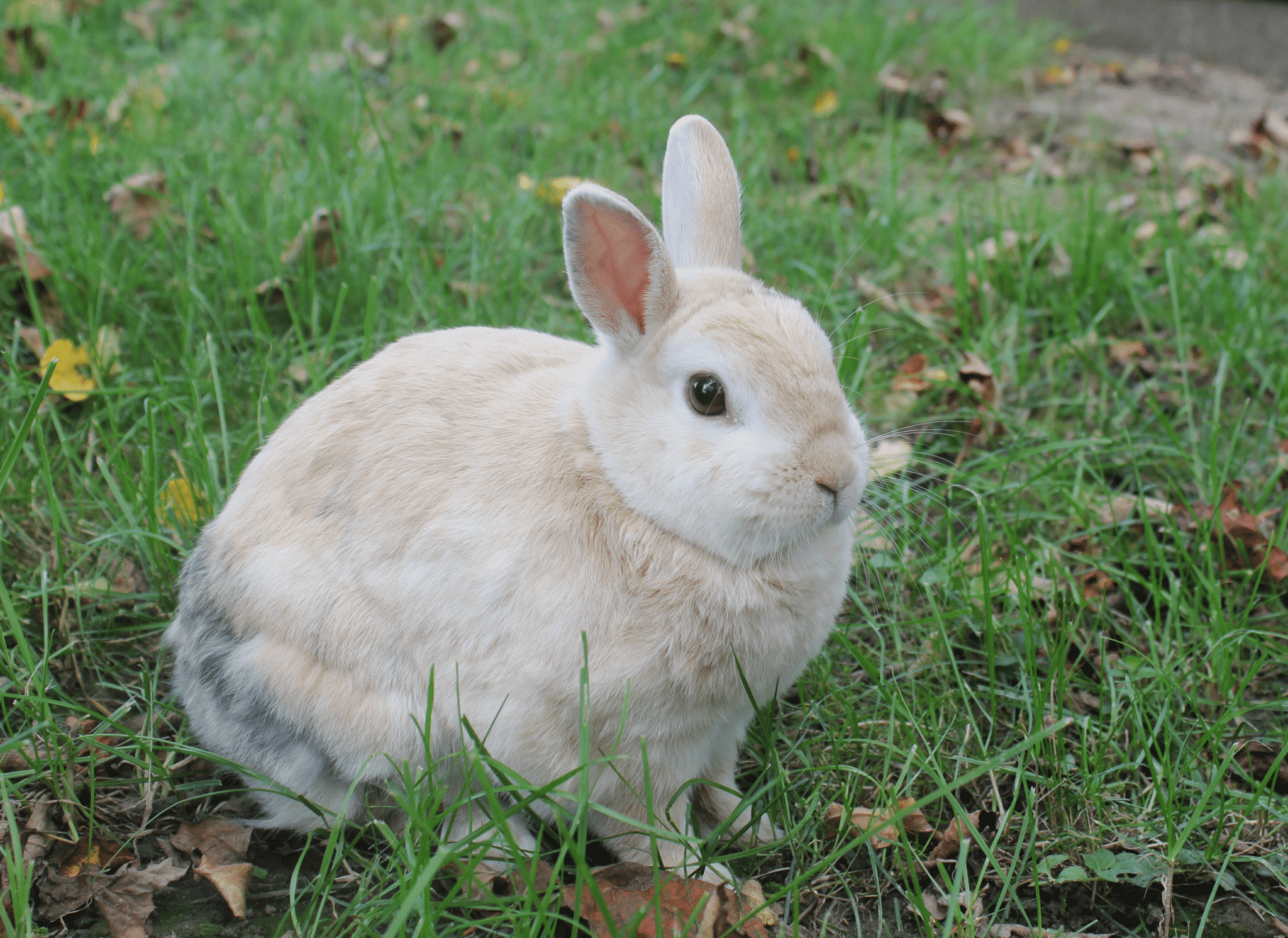 Kaninchen Barney in Deggendorf