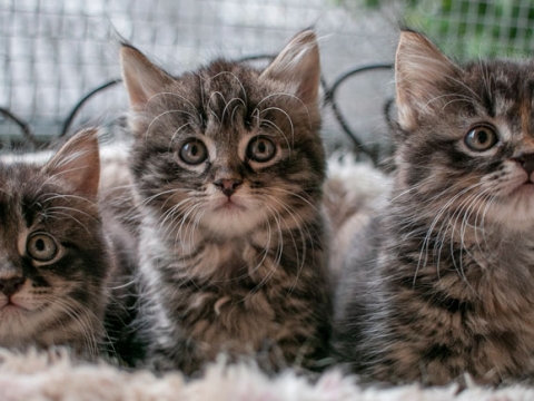 Drei kleine Babykatzen