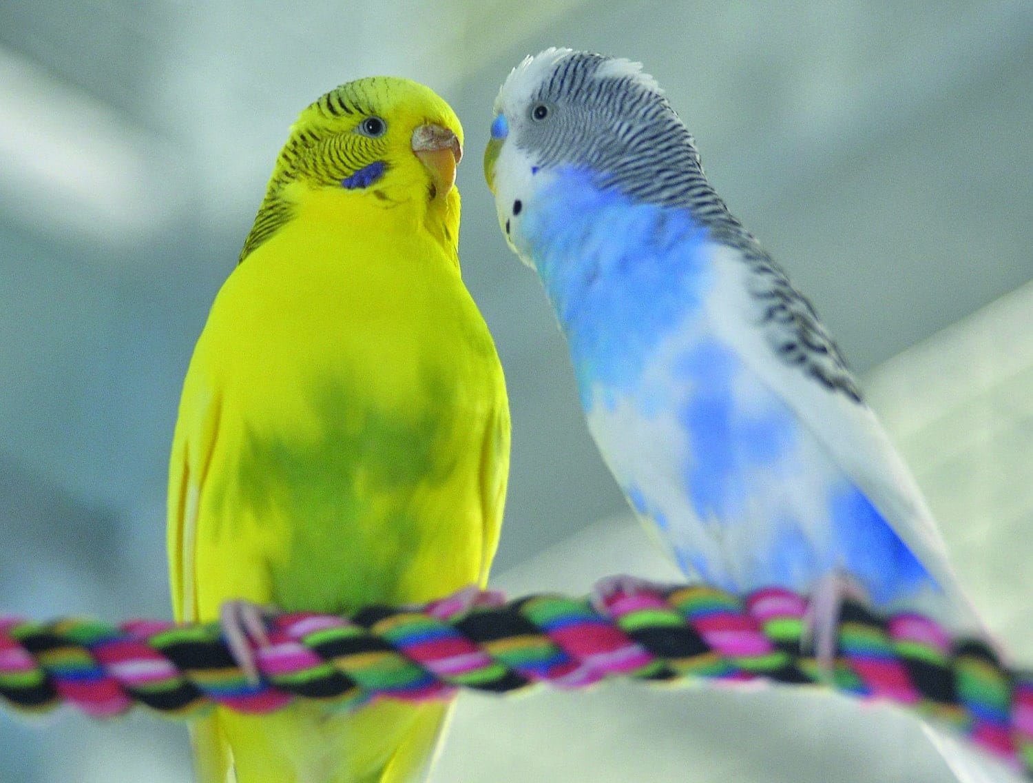 Now the rescued parakeets can live a wonderful life.