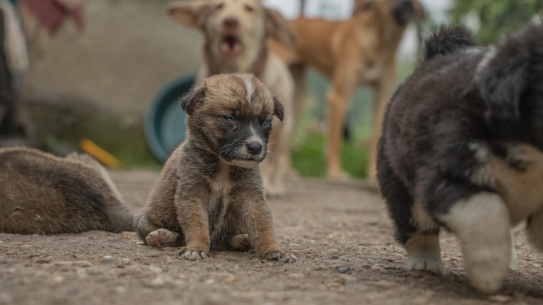 Hund Piccolina in Rumänien