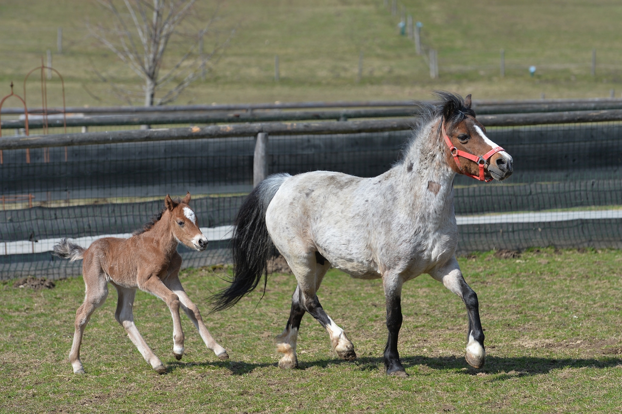 Pony-Stute Laurel mit ihrem Kind La Vivi