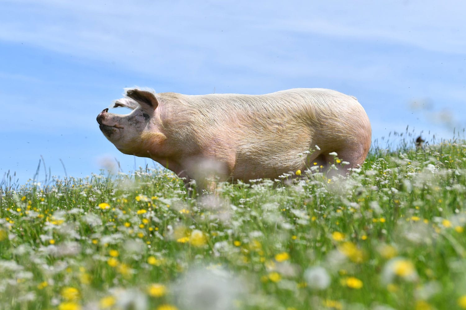Unsere Schweine lieben die Blumenwiese auf Gut Aiderbichl Henndorf
