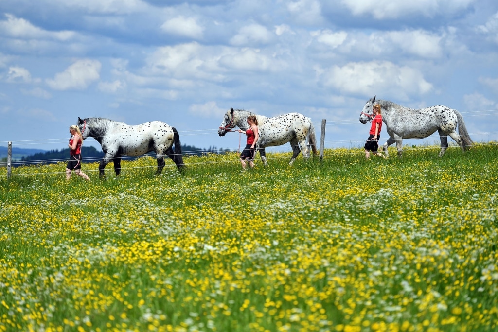 Unsere Tierpfleger begleiten die Pferde auf die Weide