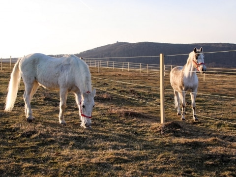 Auf Gut Aiderbichl Ungarn können die Pferde ihre wohlverdiente Pension verbringen.
