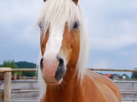 Norman war ein wunderschönes Pferd