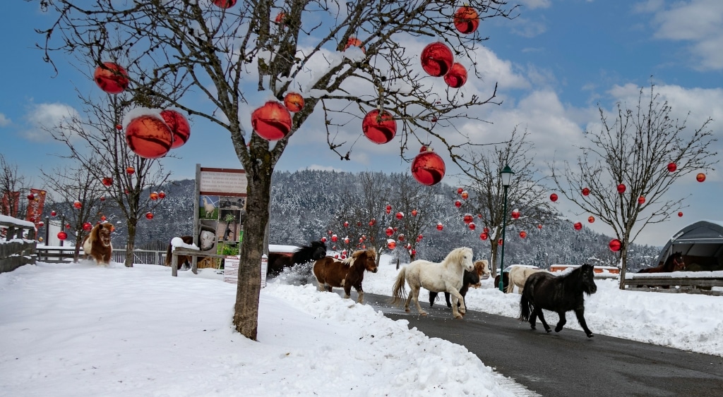 Tiere im Winter auf Gut Aiderbichl Deggendorf