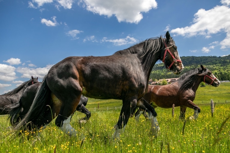 Shire Horses Weidegang