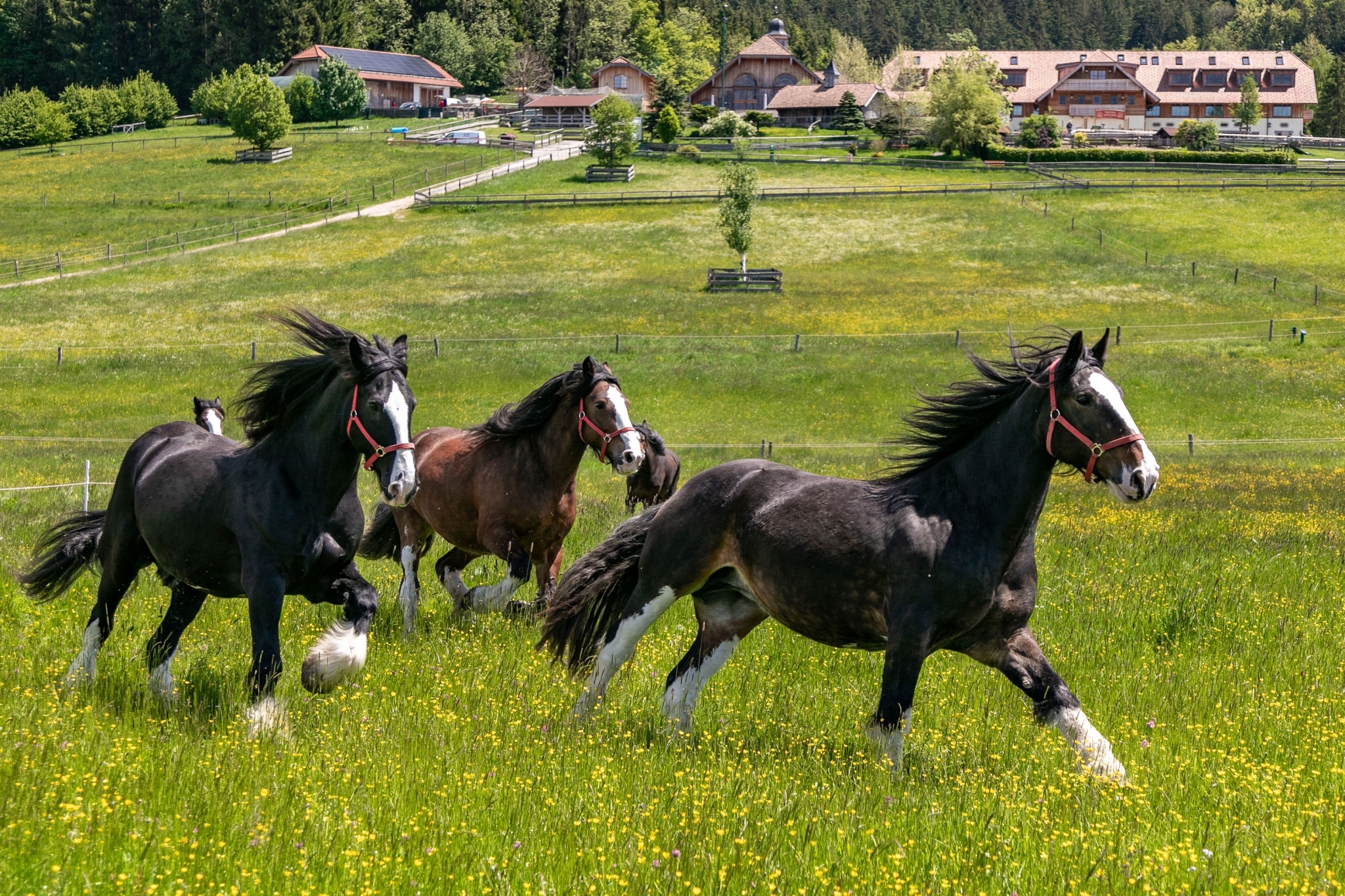 Unsere Shire Horses freuen sich über den Weidegang auf Gut Aiderbichl Henndorf