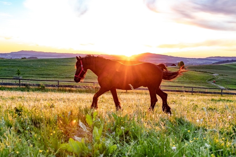 Pferd Bimbo im Sonnenuntergang