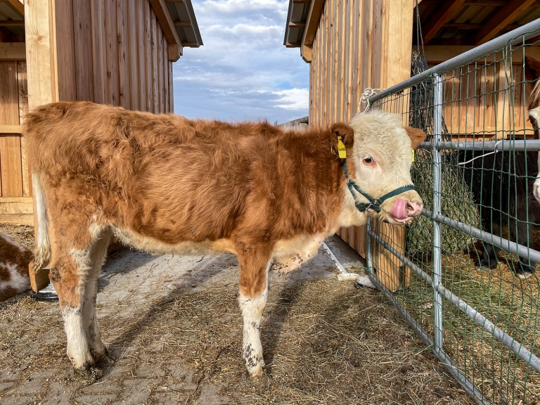 Bis auf ihre zu kurz geratene Körpergröße, ist sie eine ganz normale Kuh.