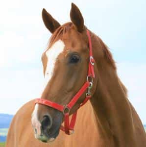 Pferd mit rotem Halfter