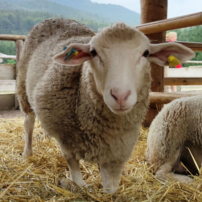 Hampti Damti - das Schaf mit Handicap