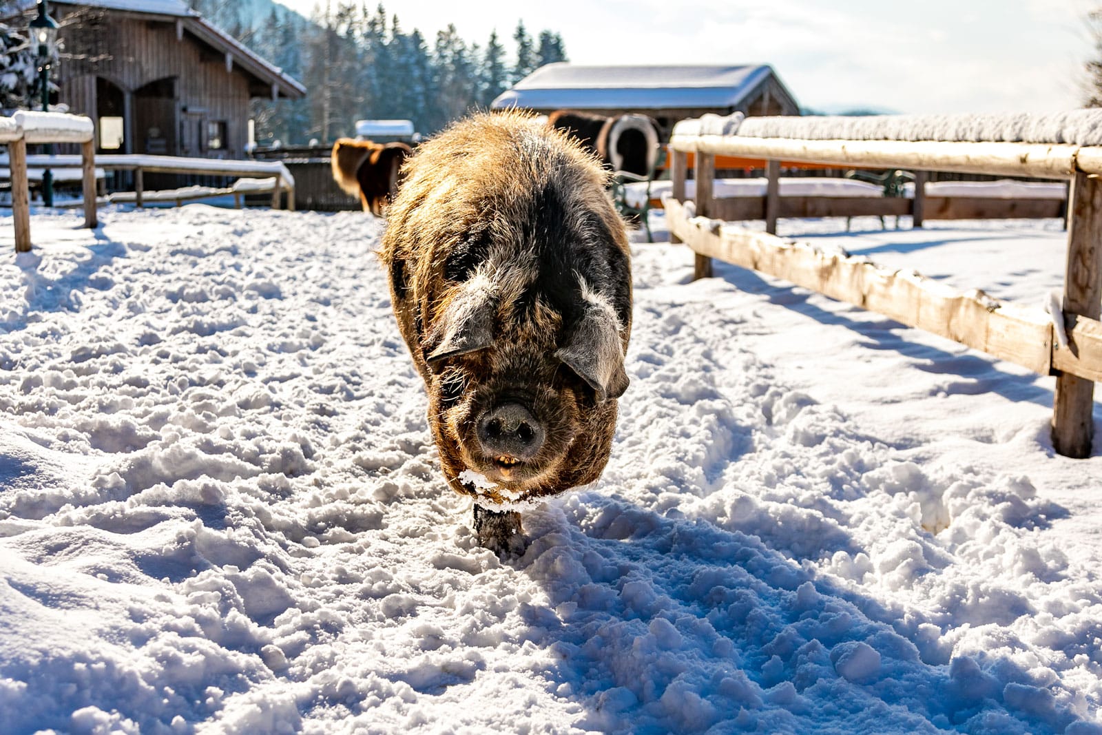 Kune-Kune Schwein Roy stapft durch den Schnee auf Gut Aiderbichl