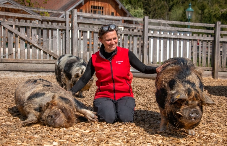 Unsere Kune-Kune Schweine genießen Streicheleinheiten ihrer Tierpflegerin