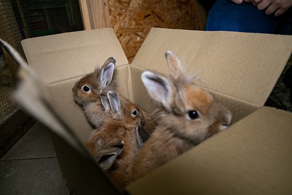 Die fünf ausgesetzten Kaninchen trauen sich nur zögerlich aus dem Karton