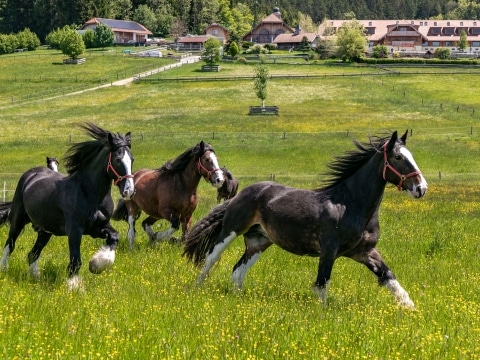 Unsere Shire Horses genießen ihr Leben