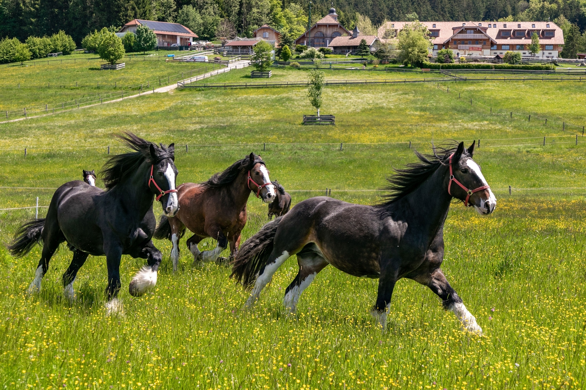 Unsere Shire Horses genießen ihr Leben