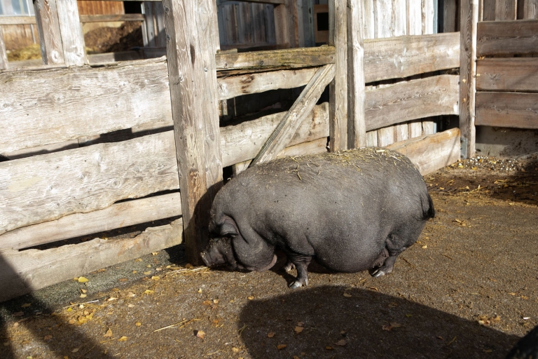 Schwein Wilma genießt die Herbstsonne auf Gut Aiderbichl