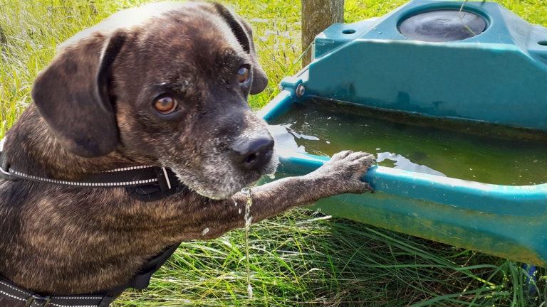 Hund Charly stützt sich am Wassernapf ab