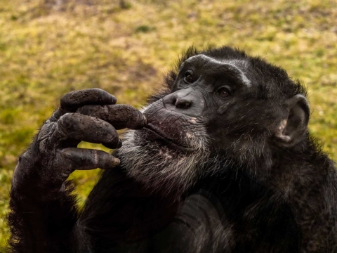 Ex-Laborschmipanse fühlt sich auf Gut Aiderbichl wohl