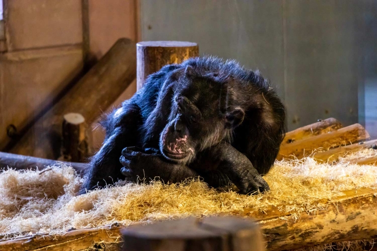 Unsere geretteten Schimpansen genießen das Leben im Affenrefugium