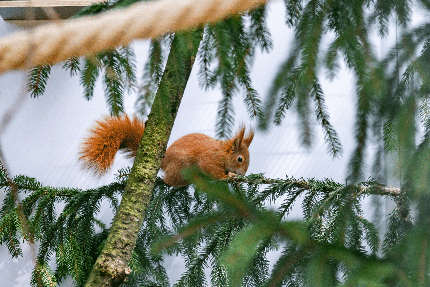 Eichhörnchen Fridolin sitzt am Ast einer Tanne