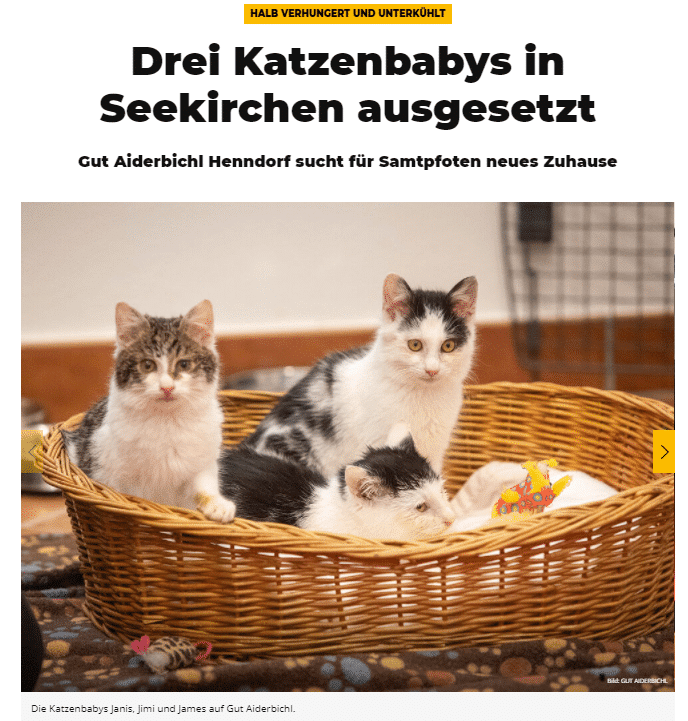 Salzburg24 drei Katzenbabys