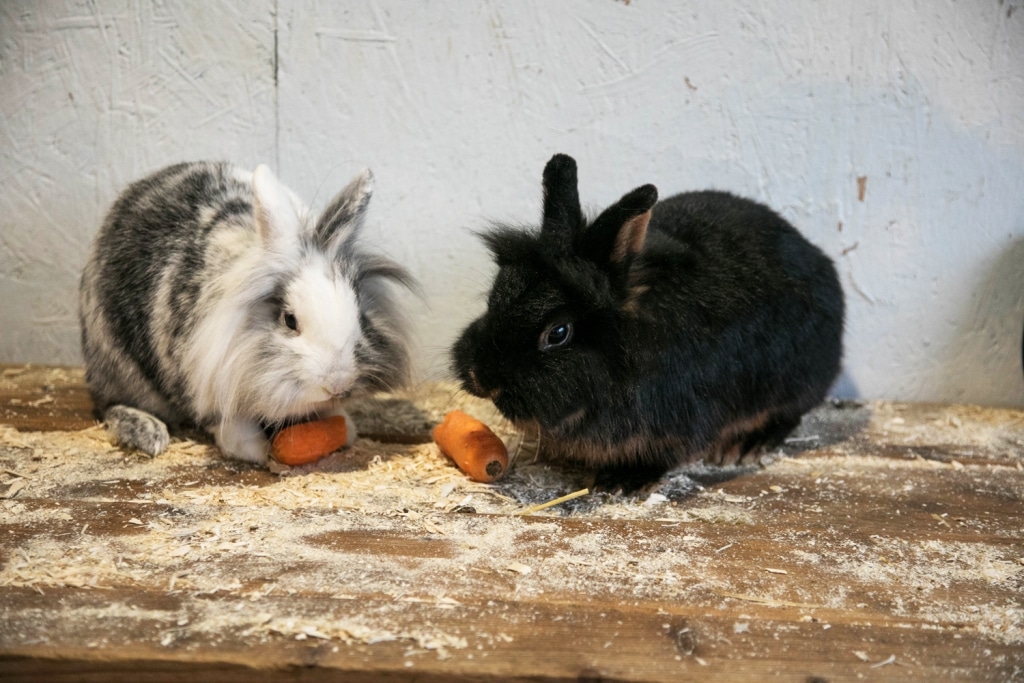 Lilly und Balu beim Karotten essen.