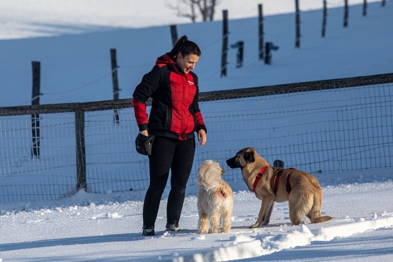 Hunde Mogli und Iggy mit Tierpflegerin Sabine