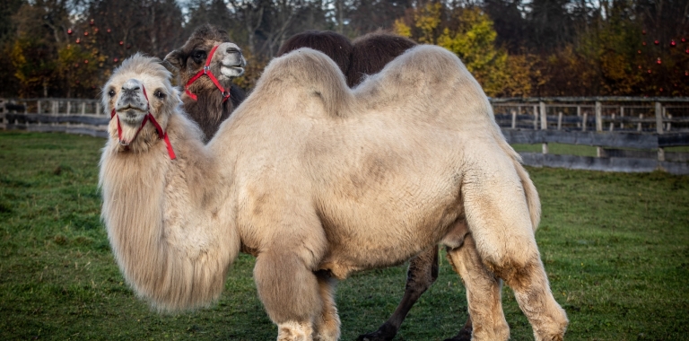 Camel Anton and his Franziska 
